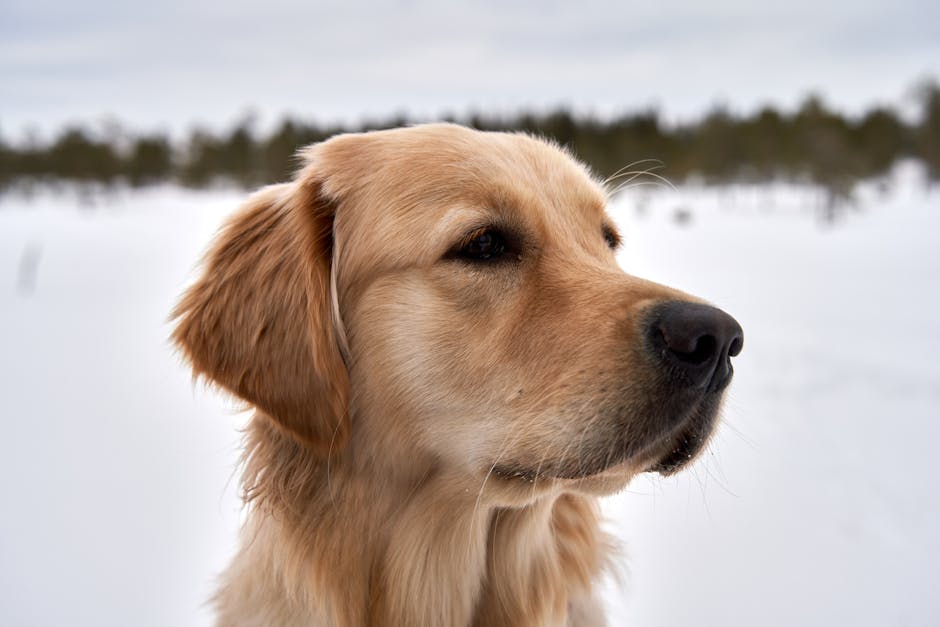 Golden Retriever